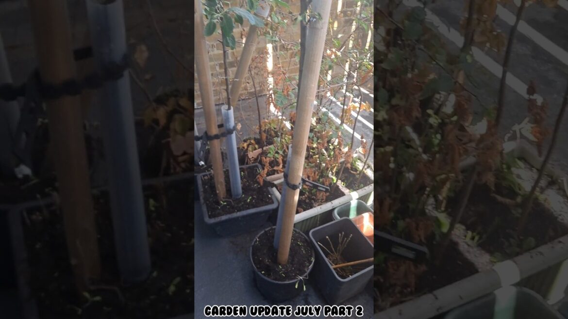 Garden Update July part 2 #newwindows #balconygarden #gardenplans #gardening #balconymakeover