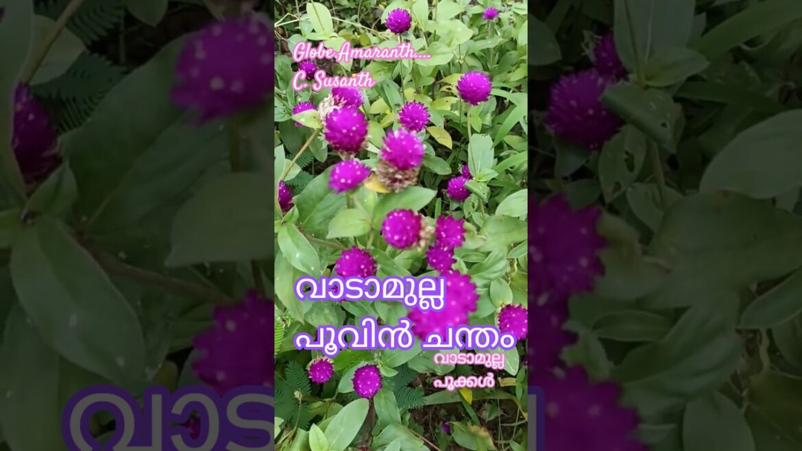 വാടാമുല്ലപൂവിൻചന്തം Globaamaranth#shortsfeed #shortvideo #shorts #youtube #floweringgarden #plants വാടാമുല്ലപൂവിൻചന്തം Globaamaranth#shortsfeed #shortvideo #shorts #youtube #floweringgarden #plants