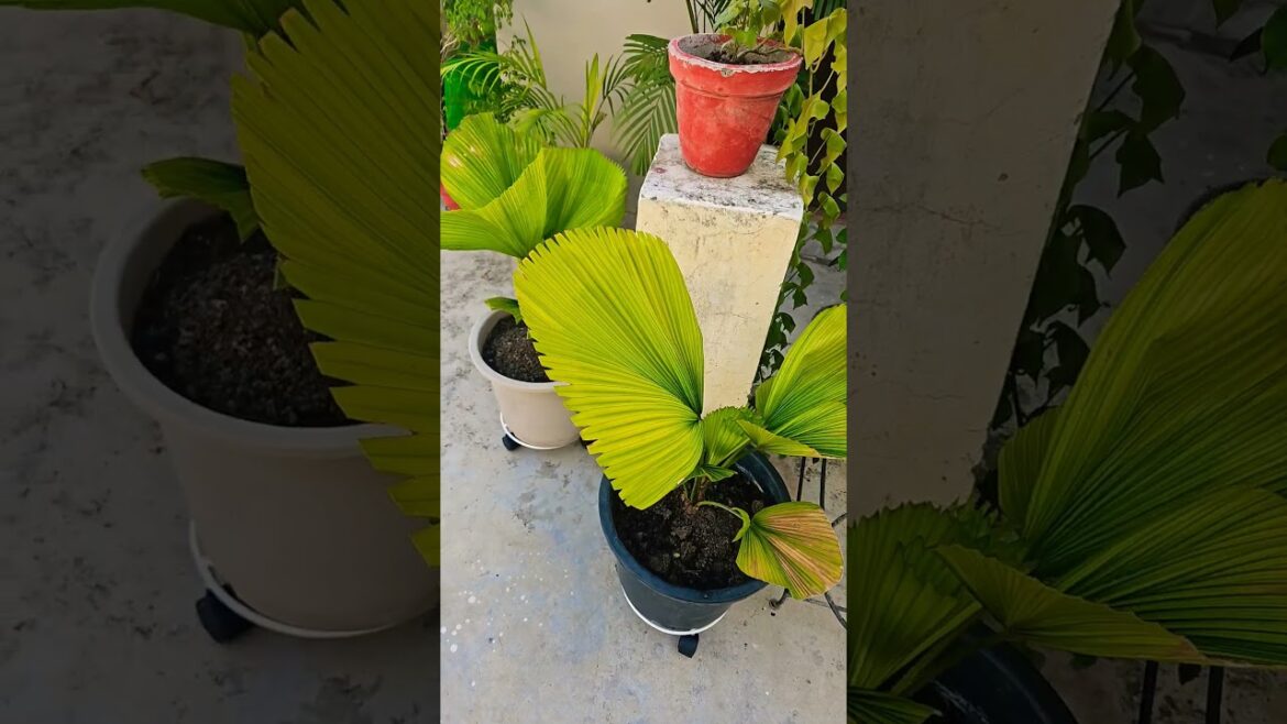 Why to do Gardening #subscribe #success #support #views #like #pov #fypシ゚viral #trending #shorts Why to do Gardening #subscribe #success #support #views #like #pov #fypシ゚viral #trending #shorts