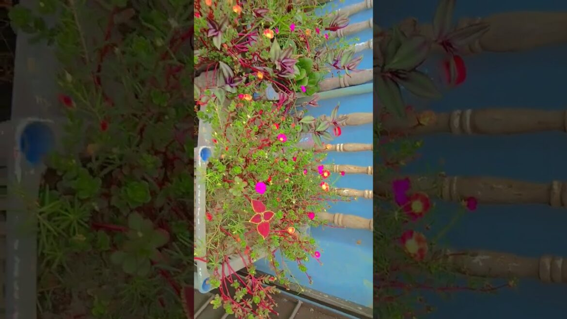 #garden #plants #gardening #flowers #gardendesign #decor #bollywood #nature #plantssparkjoy