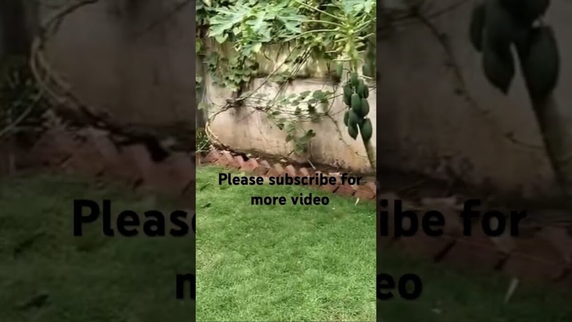 New site garden design . Live grass installation #subscribemychannel #trendingshorts #follow