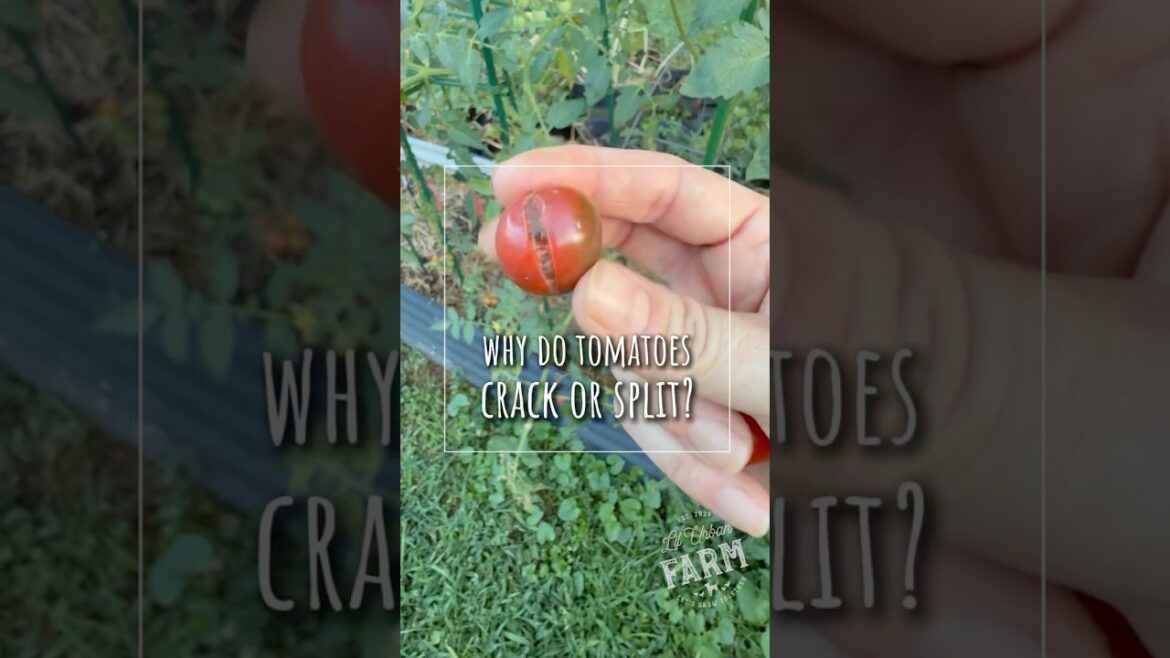 Why are my tomatoes splitting or cracking? Why are my tomatoes splitting or cracking?