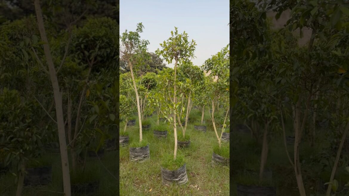 Retusa Tapori Plants 🌱@WorldPlantation.nursery #nursery #gardening #supply #nature#plantsofindia