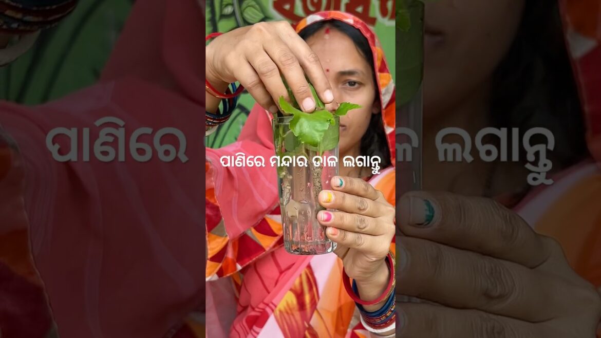 ପାଣିରେ ଲଗାନ୍ତୁ ମନ୍ଦାର ଡାଳ #odia #gardening #tips #grow #hibiscus #cuttings #water #viral #shorts