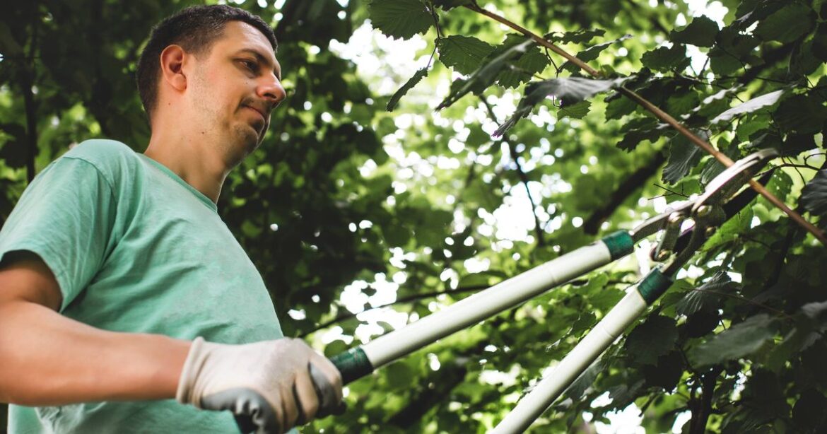 Lawyer says what to do if a tree from next door overhangs your garden Ipso logo