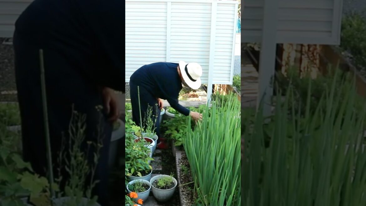 I Harvest & Dry Herbs😍#herbs #shorts #youtubeshorts #shortsfeed #smallspacegarden #containergarden