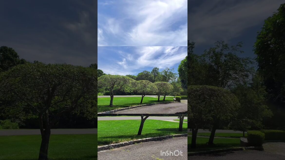 ☀️🍃 summer vibes 🍃☀️ #2025 #lawnmowingbusiness #garden #gardendesign #shortvideo #summer