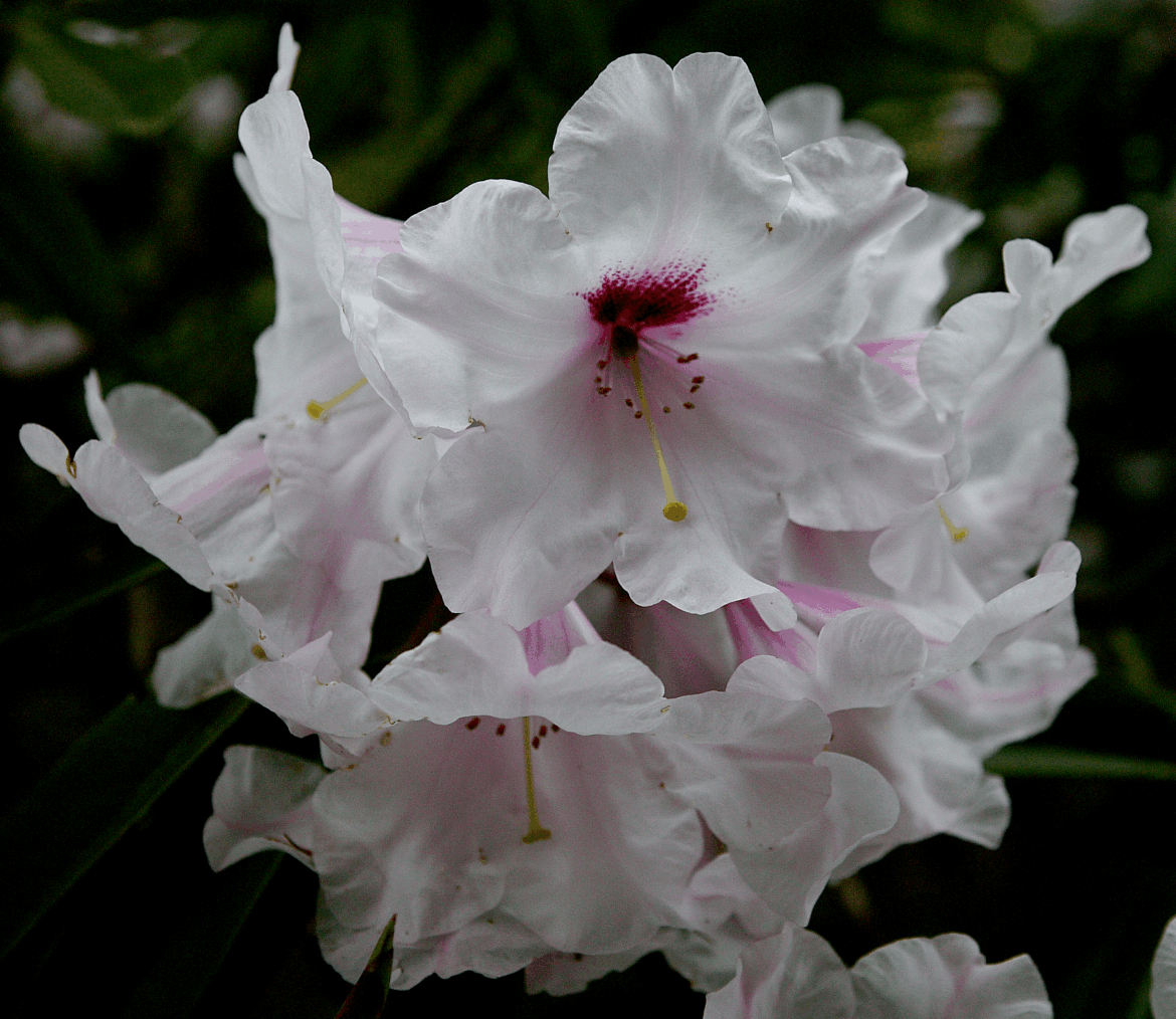 🤍❤️White with red splotch rhododendron❤️🤍[OC]