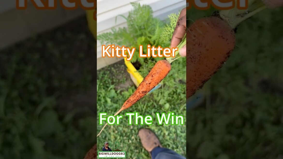 Kitty Litter Container Grows What?!?! #containergardening Kitty Litter Container Grows What?!?! #containergardening