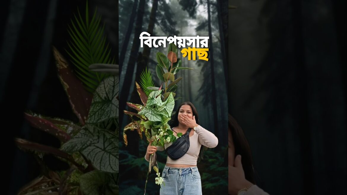 বিনে পয়সায় এত গাছ পেলাম? 😰🌱 #shorts #bengali #minivlog #gardening বিনে পয়সায় এত গাছ পেলাম? 😰🌱 #shorts #bengali #minivlog #gardening