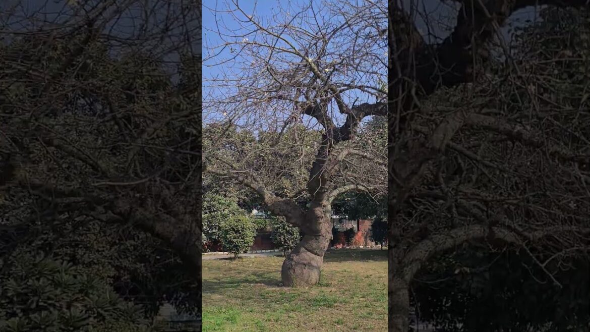 harry potter tree, designer tree for garden, unique shape tree 🌳 #naturelovers #garden harry potter tree, designer tree for garden, unique shape tree 🌳 #naturelovers #garden