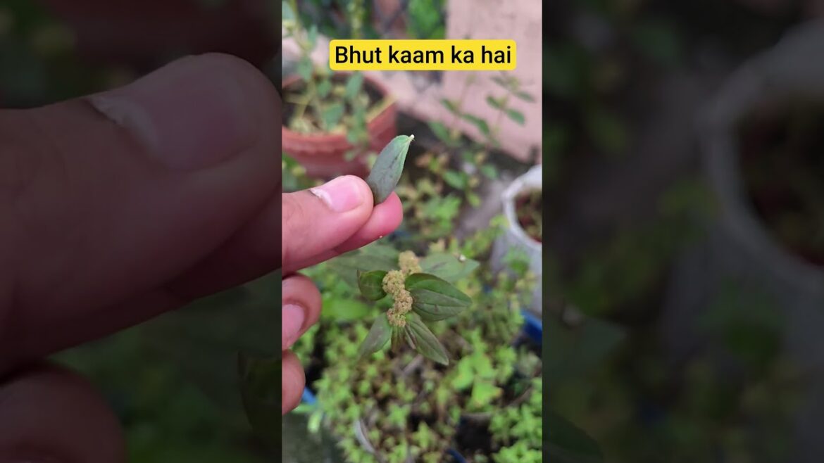 Bhut kaam ka hai #garden #terracegardenindia #gardendesign #gardening #lakshivgardening #farming