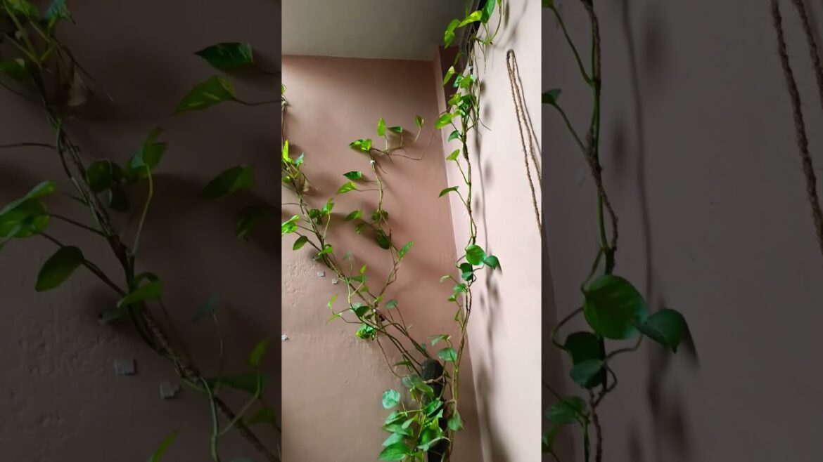 Money plant ko ki disha me lagaye.#plant#garden #tips#shortsvideo . Money plant ko ki disha me lagaye.#plant#garden #tips#shortsvideo .