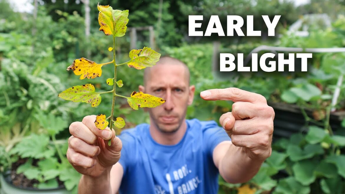 10 DEADLY PROBLEMS When Growing Tomatoes and How to FIX THEM