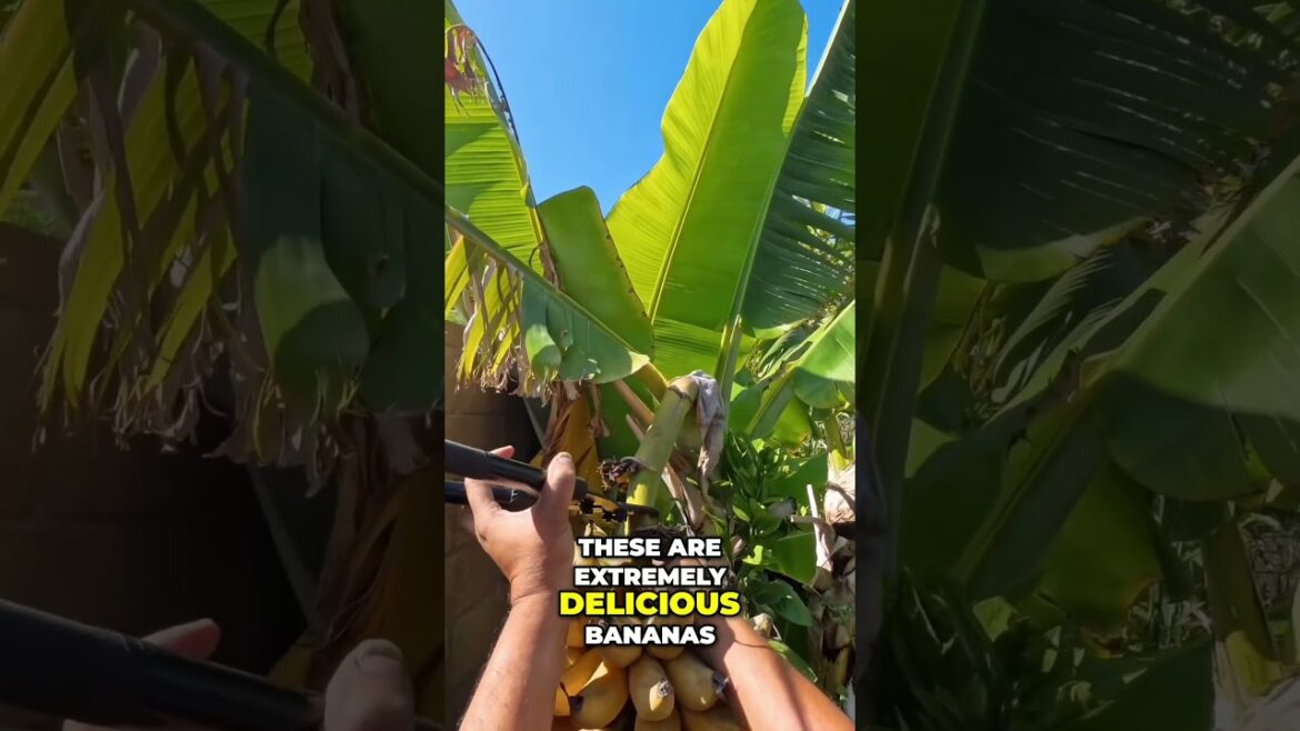 Harvesting Our Delicious, Ripe Rajapuri Bananas! 🍌🌿 Sweet Homegrown Bounty