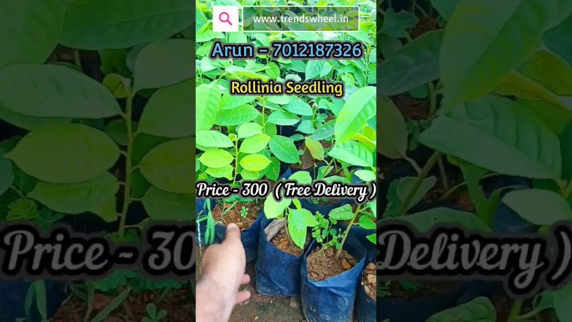 Rollinia Seedling Plants Trends Wheel Online Shorts #rollinia #fruitsplants #exoticplants