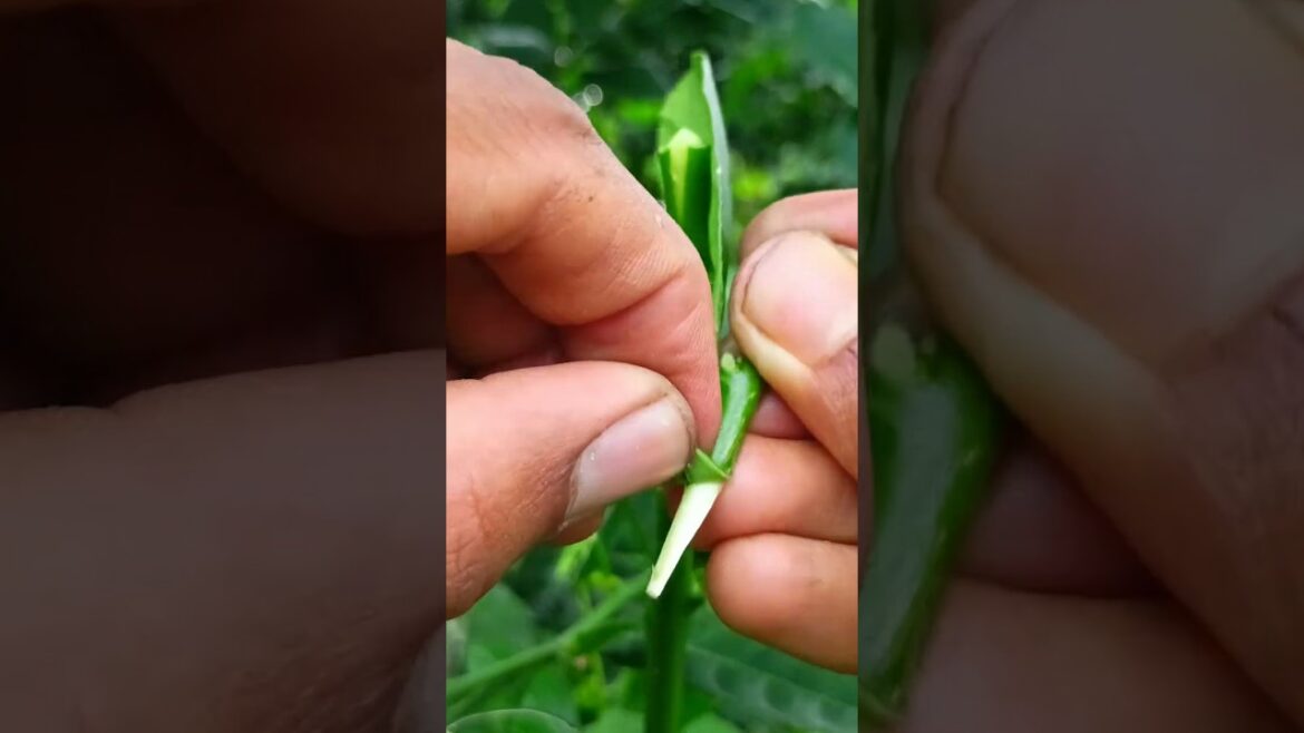 lemon grafting ✔ technique #satisfying #plantgrafting #graft #nature #shorts