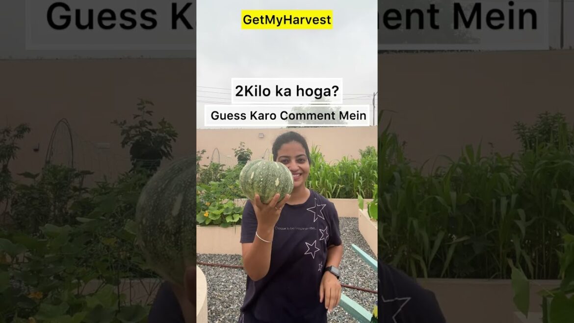 Milkar Karte Hain Harvesting | Yeh Pumpkin ka weight kya hoga?