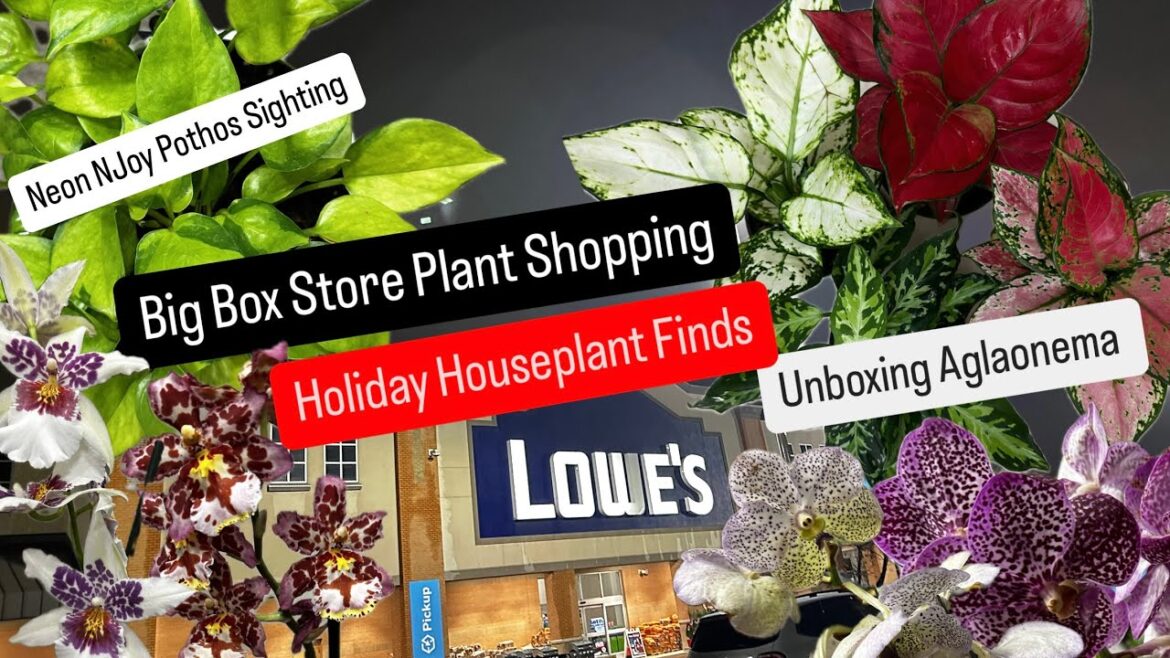 Big Box Store Plant Shopping Holiday Plant Finds Japanese Pothos Unboxing Aglaonema Plants