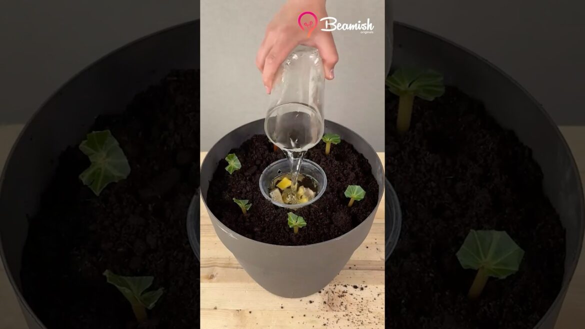 Easy Container Gardening #easy #container #garderning #hacks