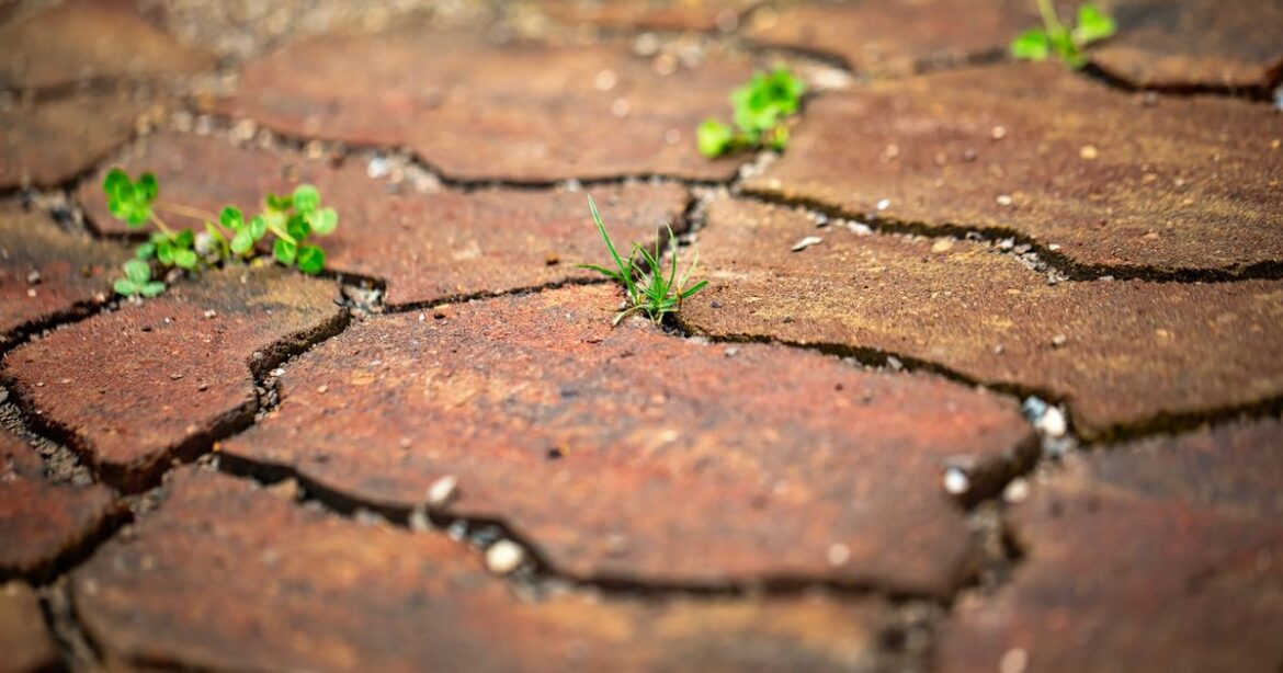 ‘One natural item can kill gravel weeds and ivy in just a few days’ says gardener Ipso logo