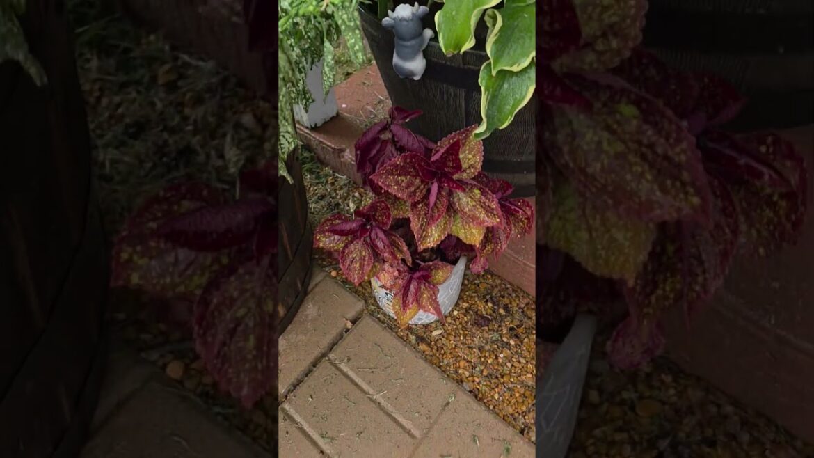 🌿 Front Porch Plant Update 🌿This heat has been brutal, y’all with real feel temps hitting 115°F. 🌿 Front Porch Plant Update 🌿This heat has been brutal, y’all with real feel temps hitting 115°F.