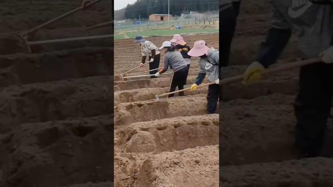 Agricultural planting artificial za di #craft Agricultural planting artificial za di #craft
