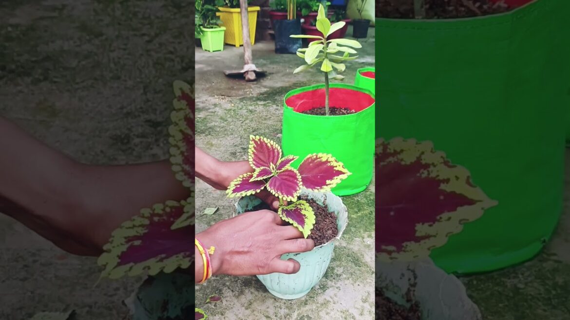 how to grow a coleos, a colourful plant at home. #plants #gardening #trends