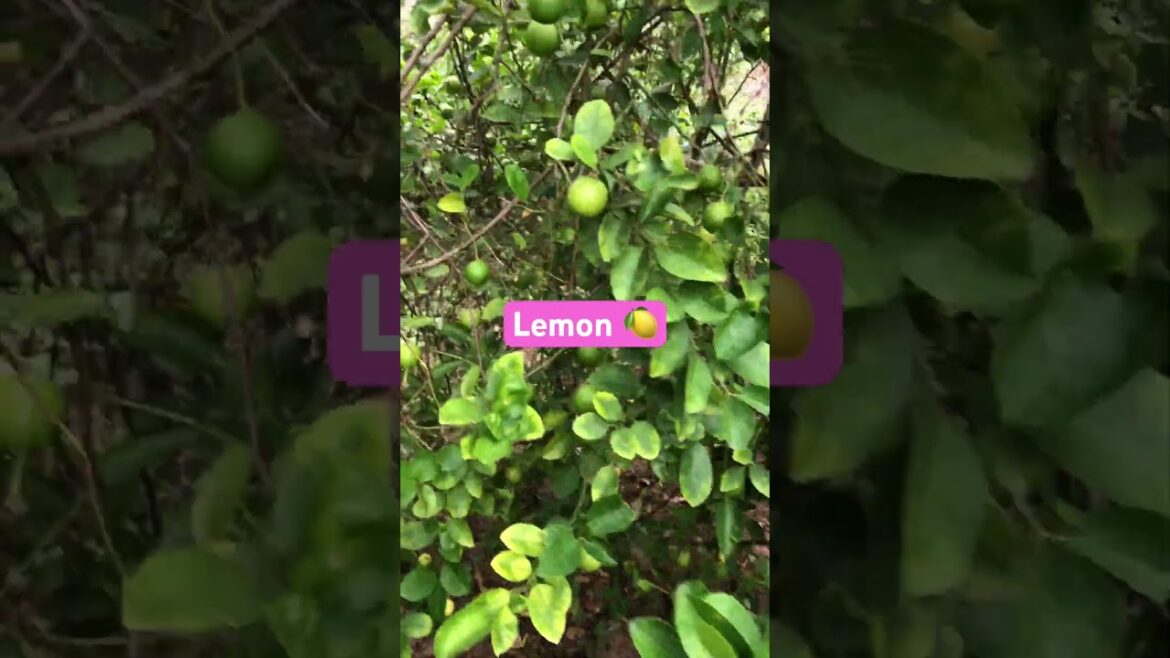 Many fruits lemon 🍋 #farming #gardening #farming101 #garden #garden #gardendesign #lemon #