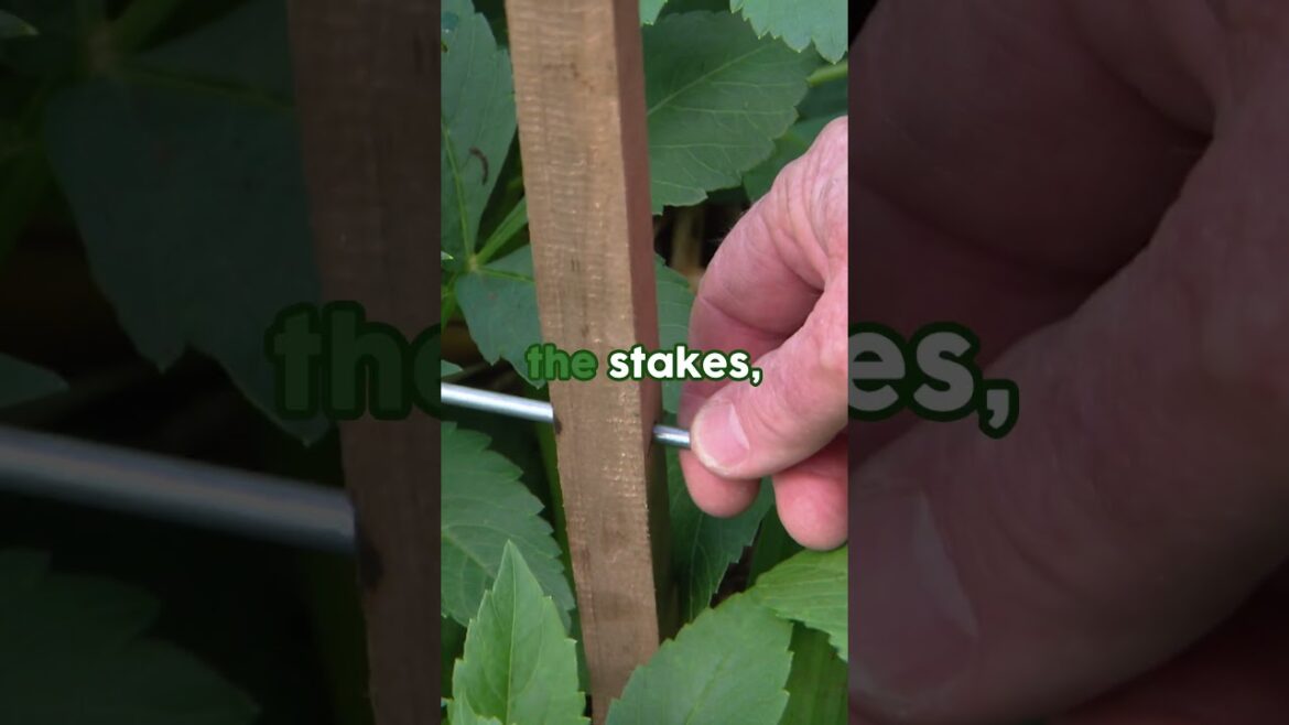 How To Grow Dahlias That Bloom Every Year #gardening #tips #greathomeideas How To Grow Dahlias That Bloom Every Year #gardening #tips #greathomeideas