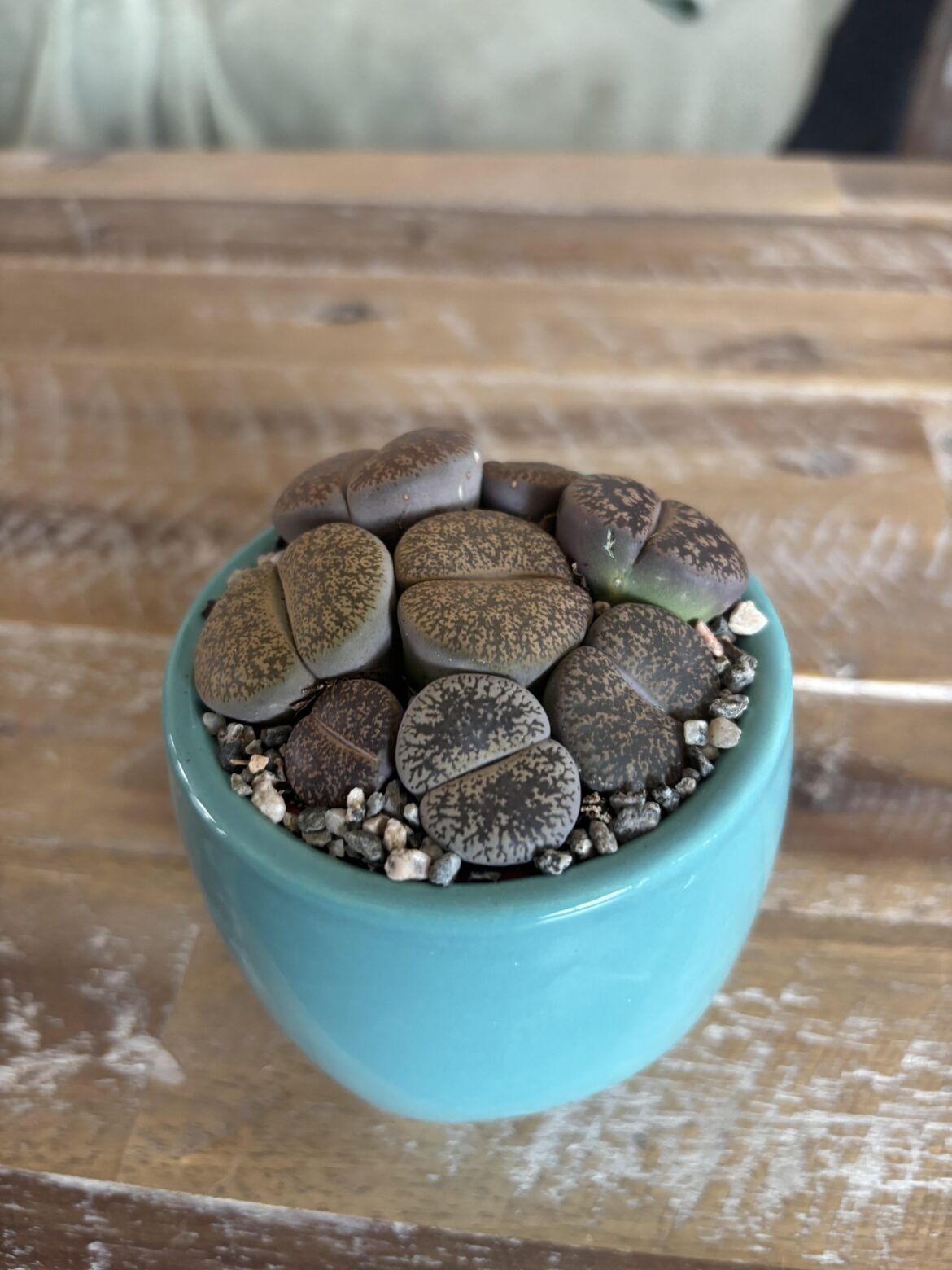 Are my lithops okay in this pot? Should I try to repot them? Are my lithops okay in this pot? Should I try to repot them?