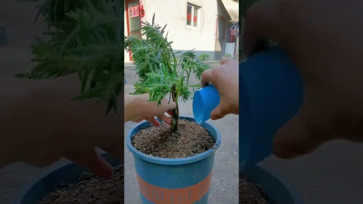 how to grow portulaca flower in pot 💐🪴#shorts #plants #flowers