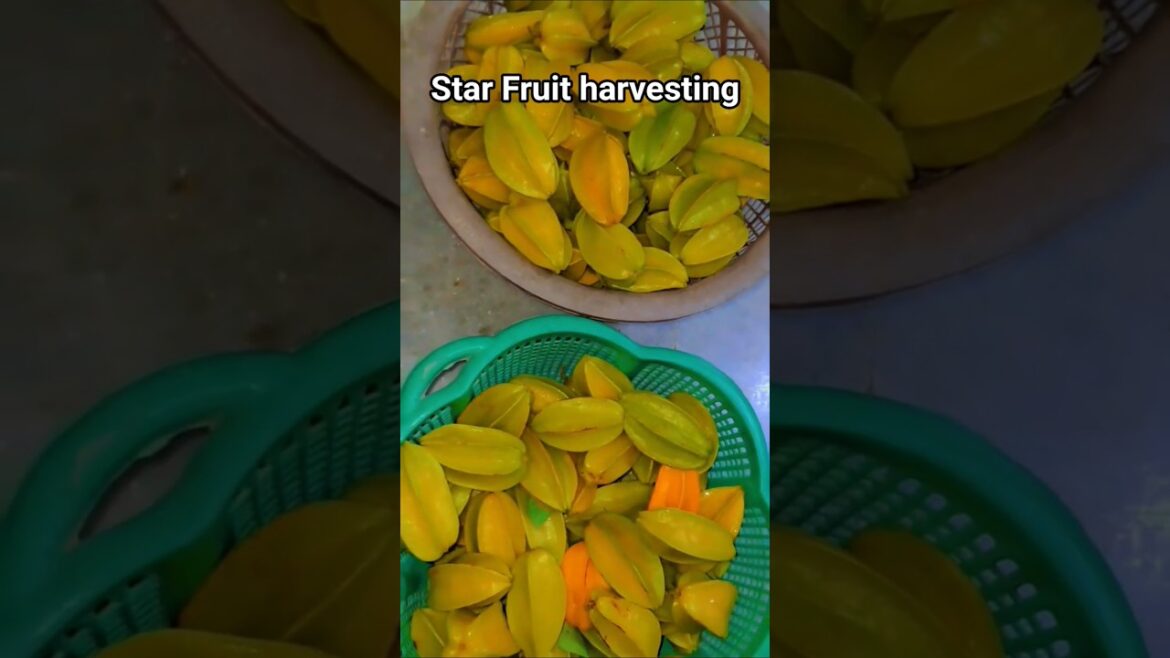 Mafia Music to Help You Relax While You Garden #song #trending #ytshorts #plants #nature Mafia Music to Help You Relax While You Garden #song #trending #ytshorts #plants #nature