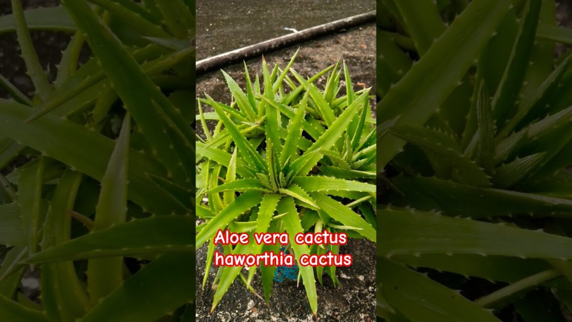 I Bought the Viral Cactus from TikTok I Bought the Viral Cactus from TikTok