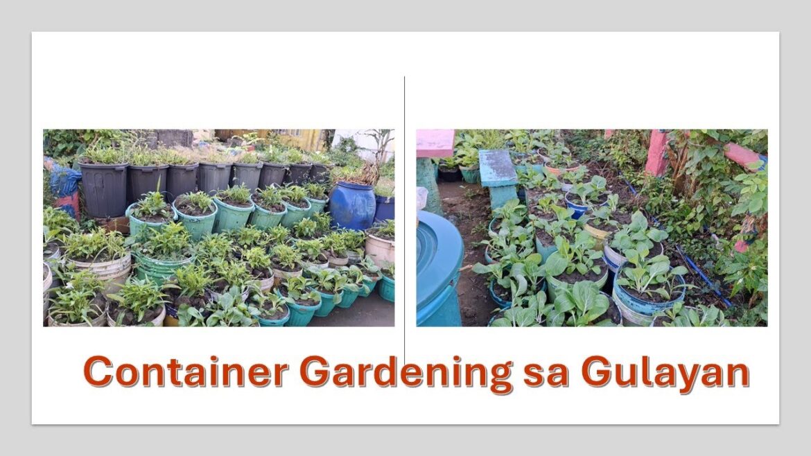 Container Gardening sa Gulayan