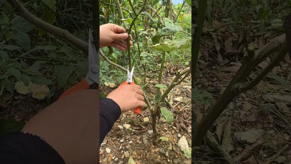 plans cutting tip #farming #satisfying #satisfyingvideo #shorts #plants #trending