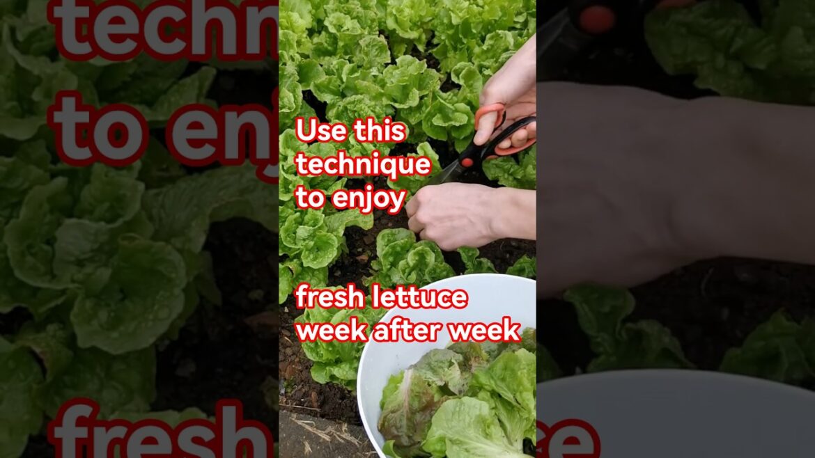 Garden tips 46 – Don’t cut the whole lettuce when harvesting #lettuce #gardeningtips #harvesting Garden tips 46 - Don’t cut the whole lettuce when harvesting #lettuce #gardeningtips #harvesting