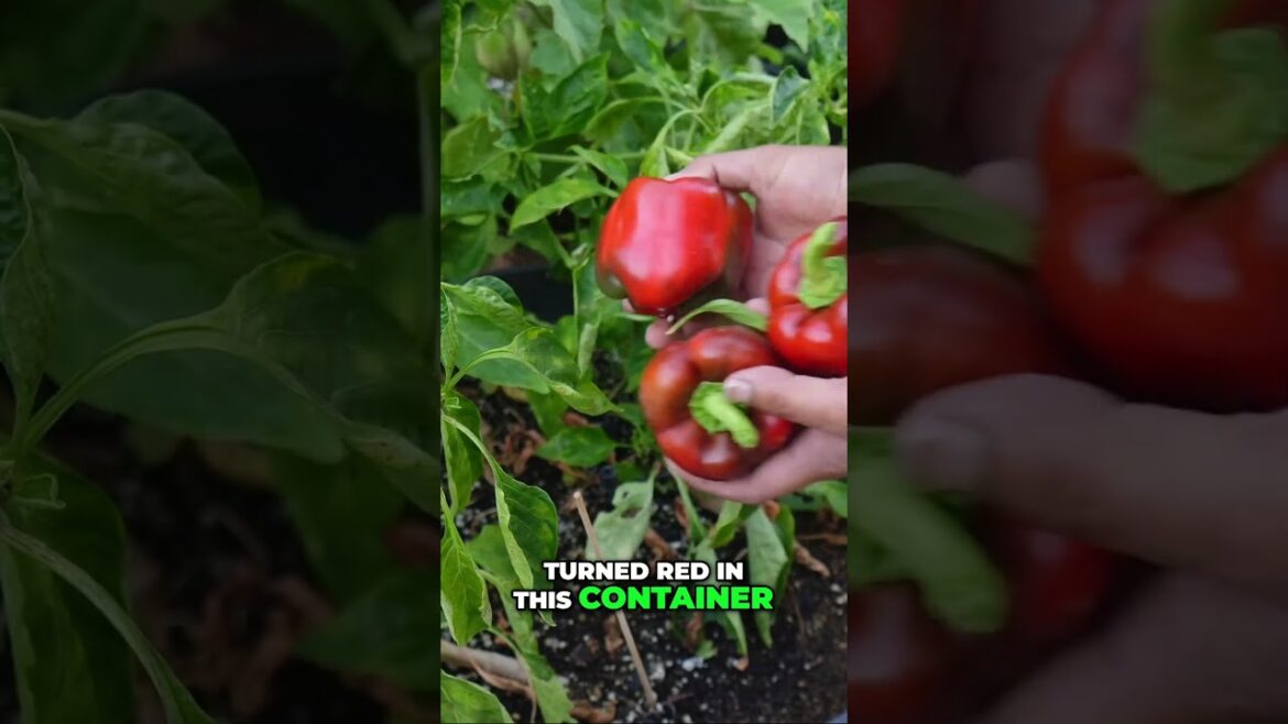 California Gardening: Epic Bell Pepper Harvest! ๐ถ๏ธ From Garden to Table โ See the Results! Epic Bell Pepper Harvest! ๐ถ๏ธ From Garden to Table โ See the Results!
