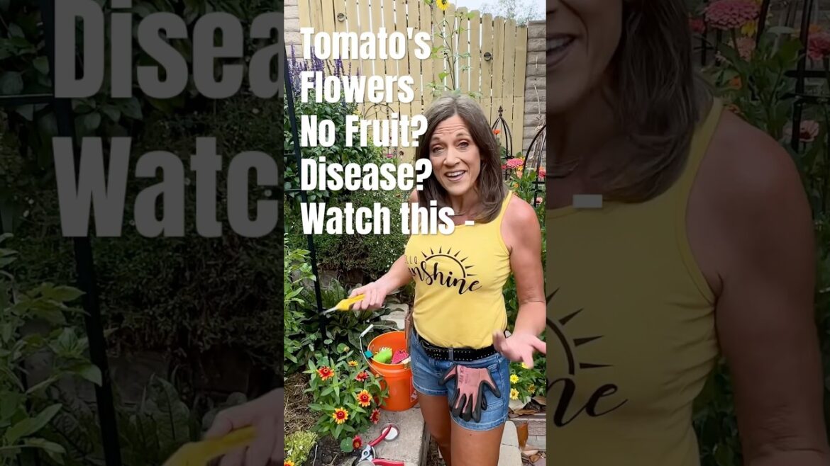 Tomato's-Disease or No Fruit?  Watch this!
