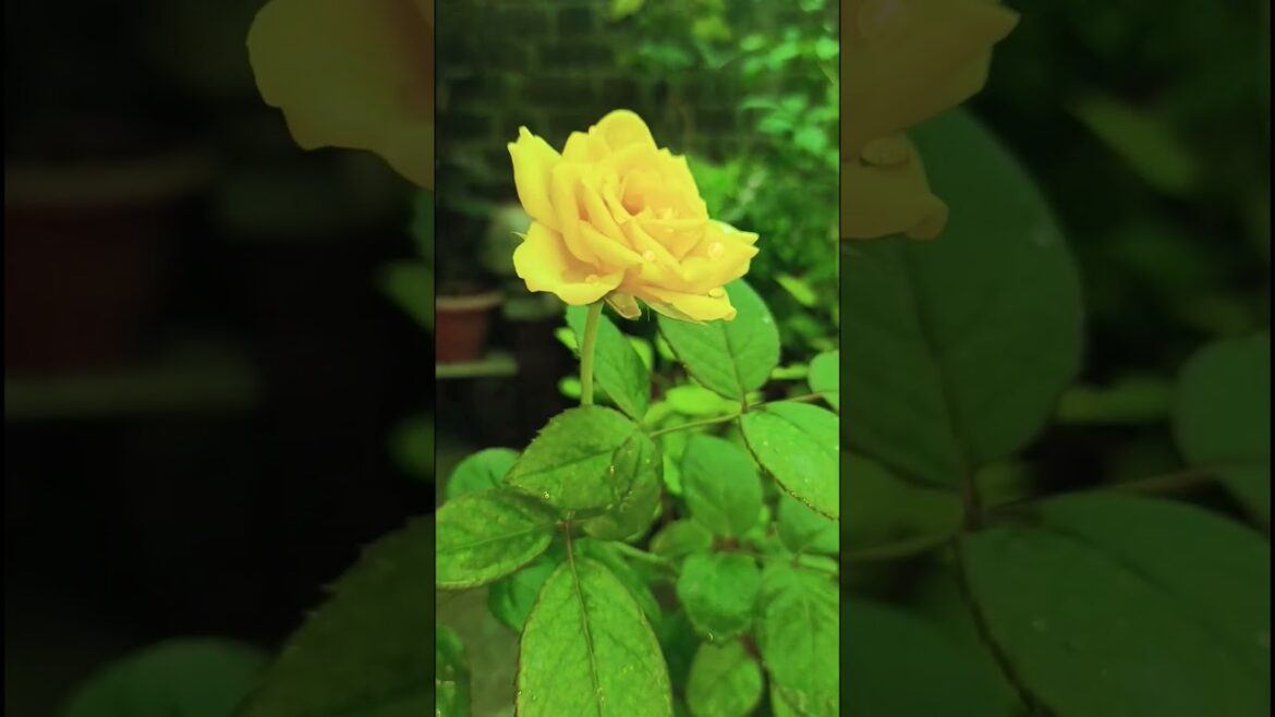 beautiful rose lower! gulab ka phool #beautiful#flowers#trends #gardening