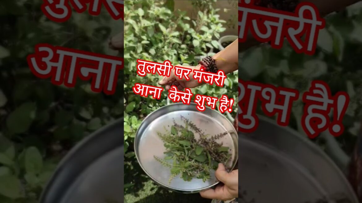 tulsi par manjari aana kese subh! #trending#gardendesign#viral #gardenplants#indoorplants#greenplant