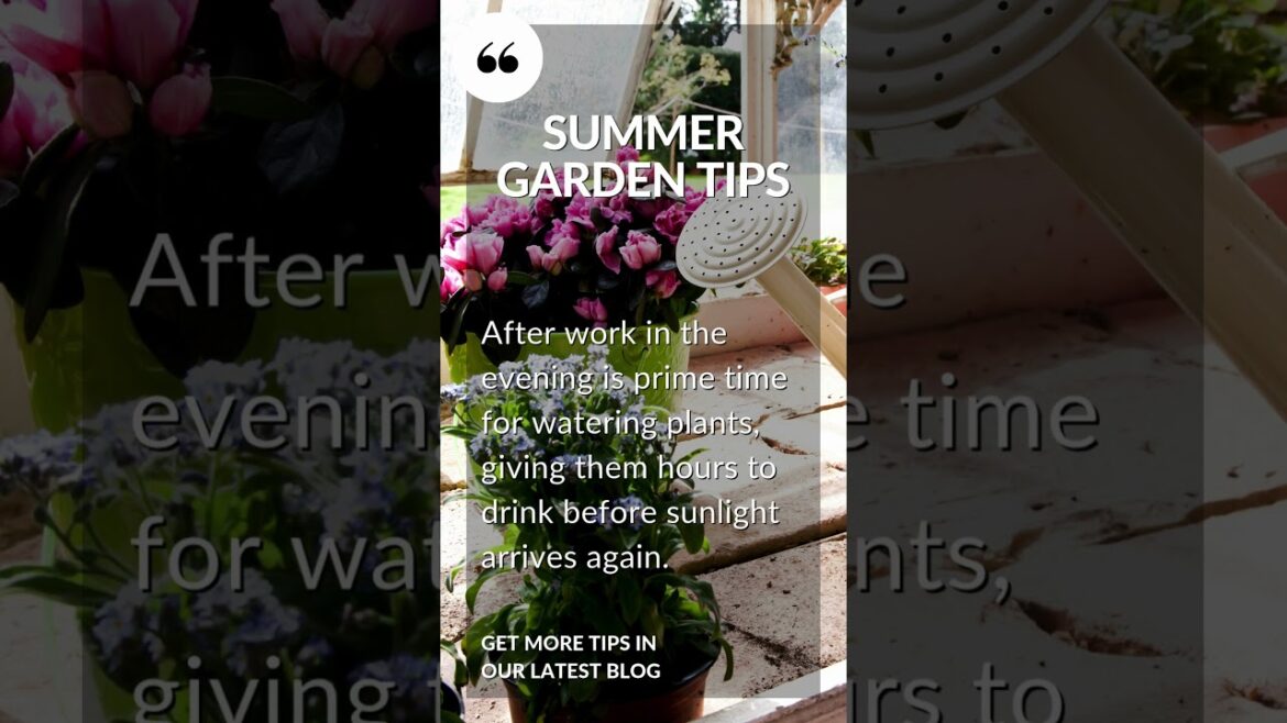 Summer Garden Tips | BLOG #propertyblog #summergarden #gardeningtips Summer Garden Tips | BLOG #propertyblog #summergarden #gardeningtips