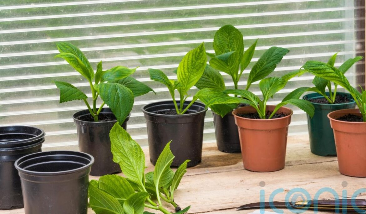 On a budget? Increase your plant stock for free On a budget? Increase your plant stock for free