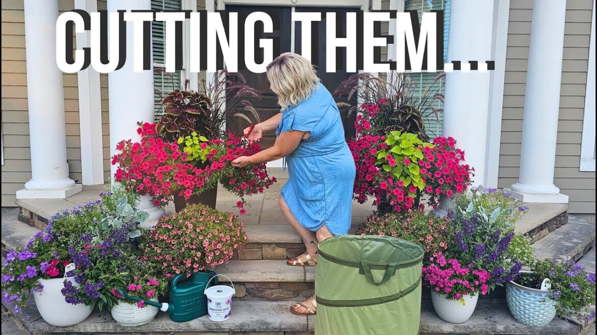 4 Steps to Revive Your Tired Summer Containers | Bring your Annuals Back Fast!