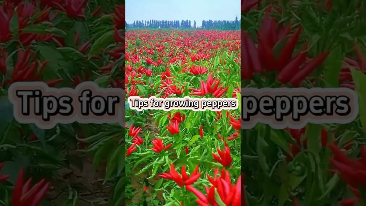 Tips for growing peppers Tips for growing peppers
