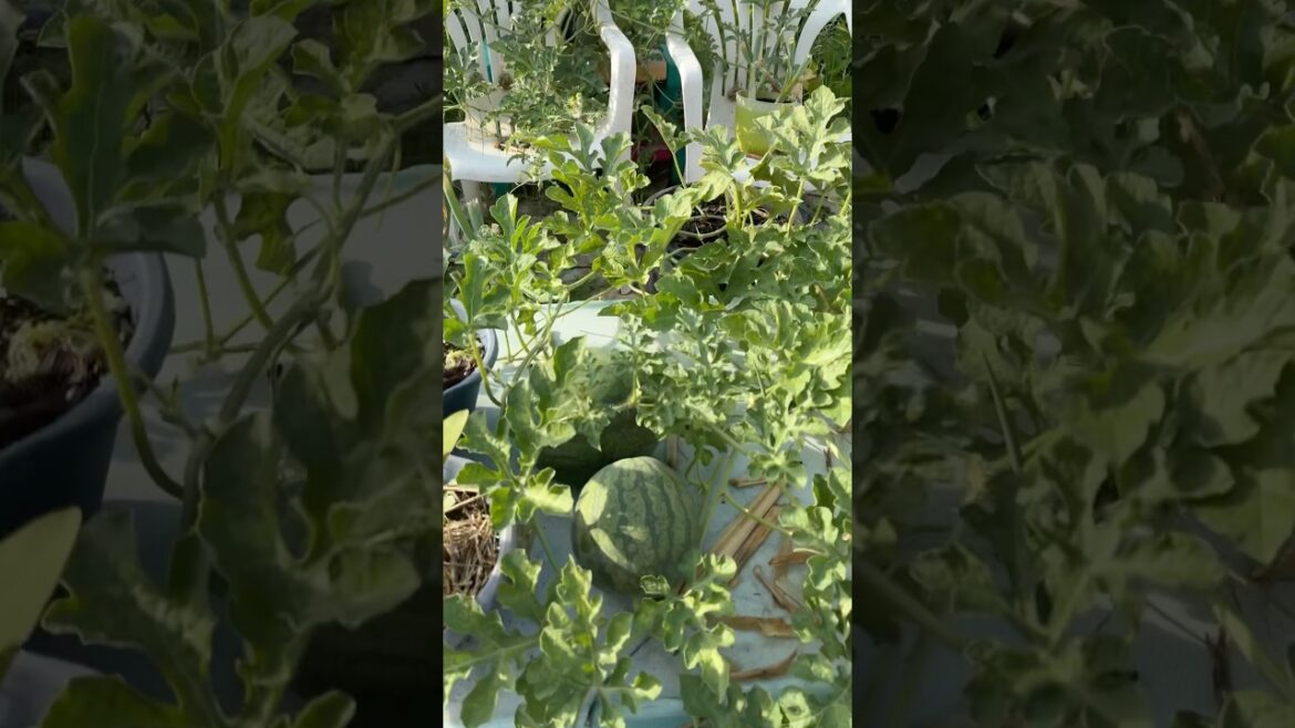 Zone 5 Container Garden Update: Epic Growth!