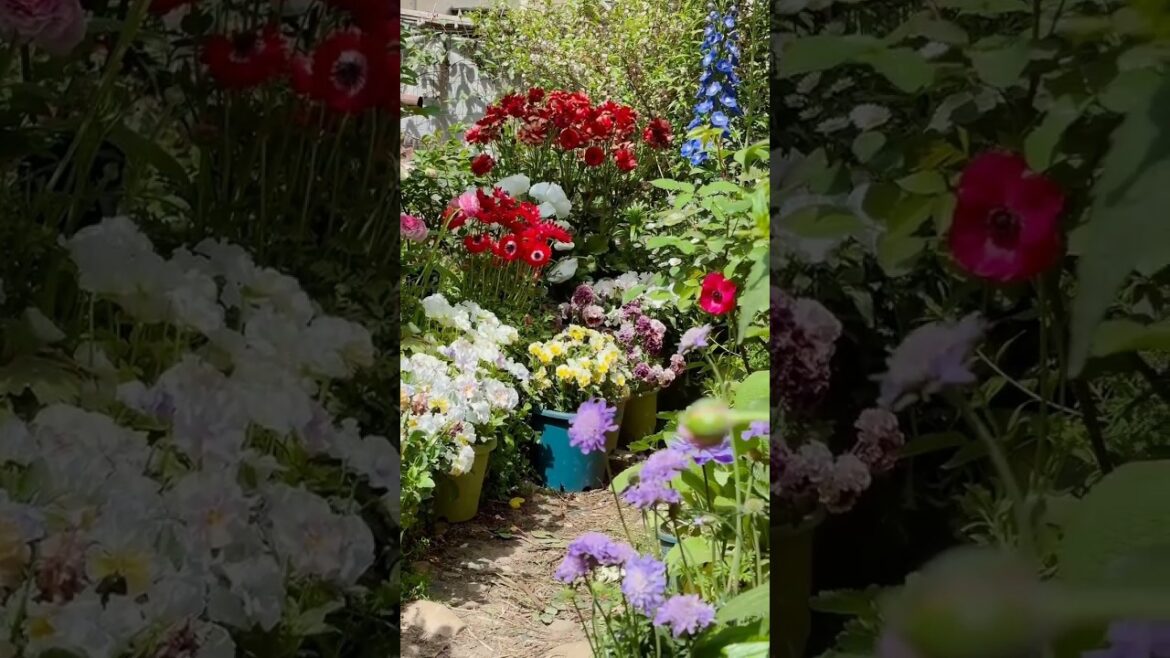 Create Your Dream Garden🌸🪴#gardening #naturephotography #homedecor #oasis #asmr #design