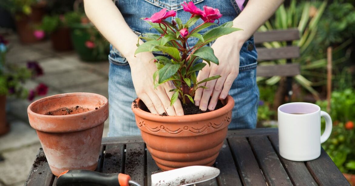 August gardening jobs to keep outdoor space ‘looking lush’ all summer Ipso logo