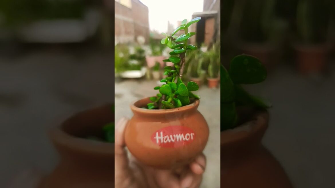 jade plant cutting se kese lagaye #shorts #jadeplant #jadeplantcare #jade #viralvideo #short #like jade plant cutting se kese lagaye #shorts #jadeplant #jadeplantcare #jade #viralvideo #short #like