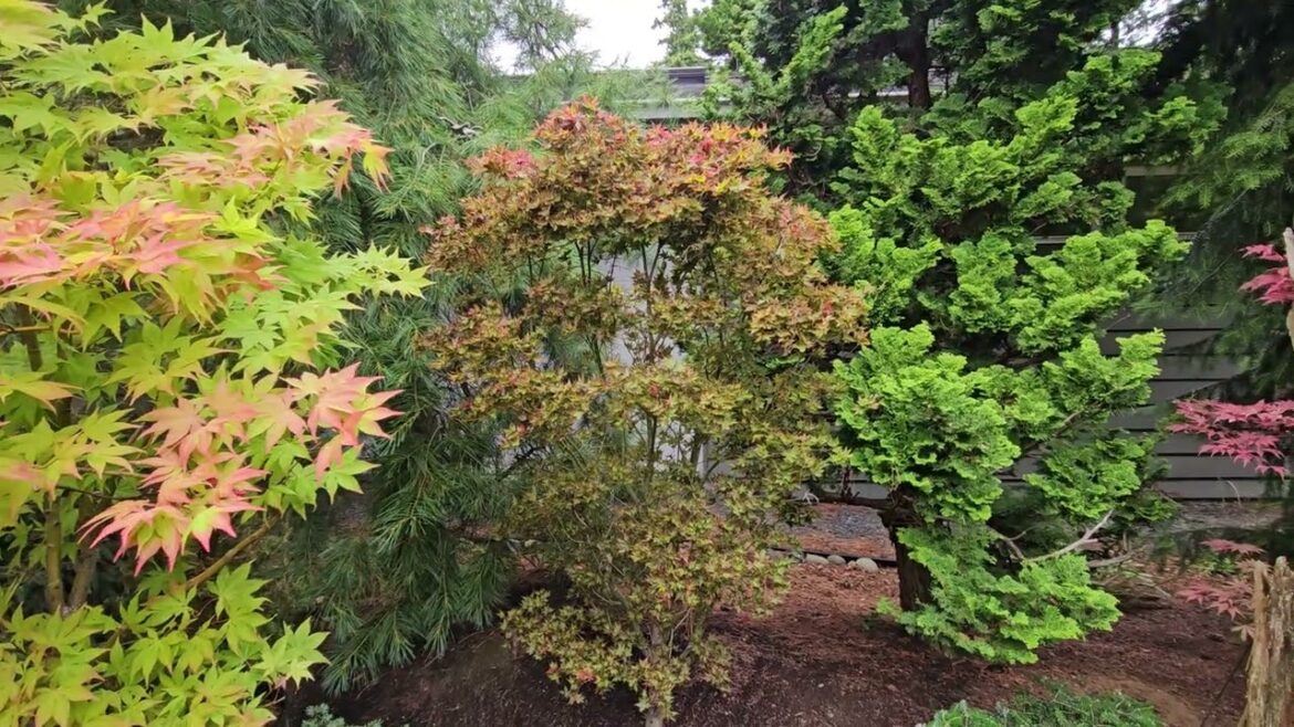 INCREDIBLE ‘RUBY STARS’ JAPANESE MAPLE – WATCH MORE  @amazingmaples  CONTAINER GARDENING INCREDIBLE 'RUBY STARS' JAPANESE MAPLE - WATCH MORE  @amazingmaples  CONTAINER GARDENING